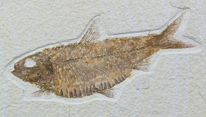 Knightia Alta Fossil Fish - Wyoming #57065